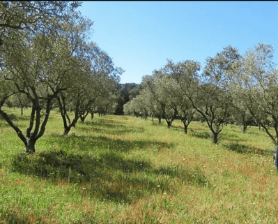 Le 16 avril 2024 journée technique « Chantier de plantation en oliveraie-Création et gestion des premières années »