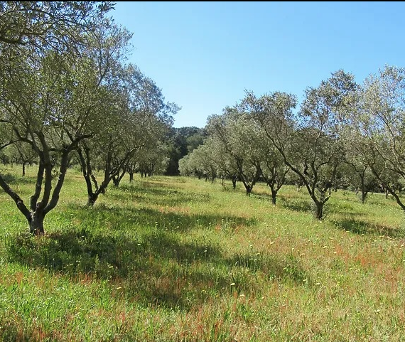 Le 16 avril 2024 journée technique « Chantier de plantation en oliveraie-Création et gestion des premières années »