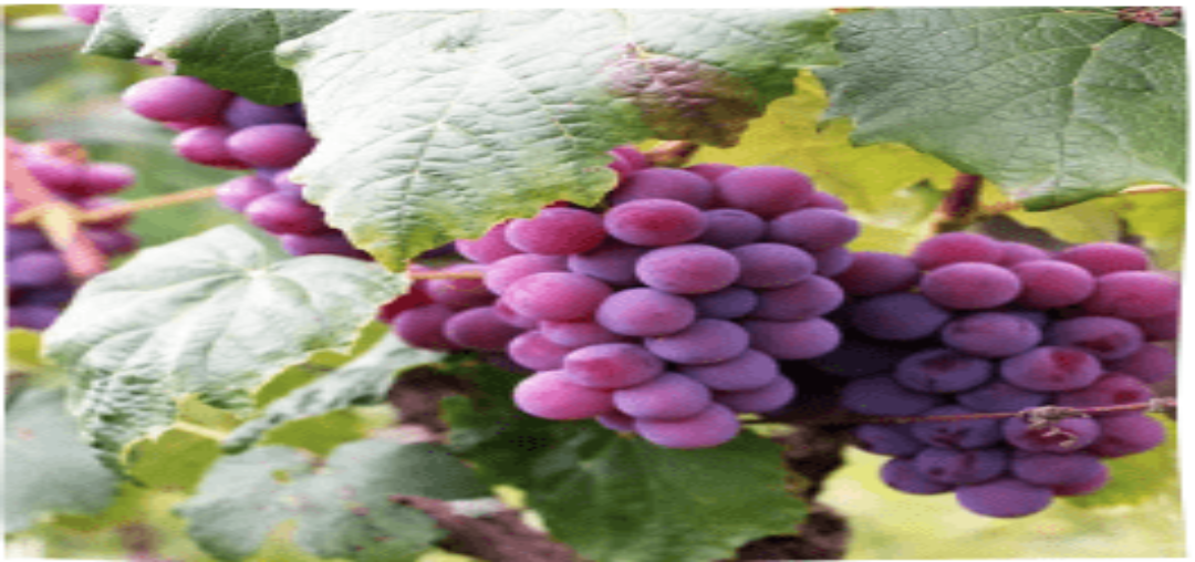À vendre Raisins Certifiés Agriculture Biologique (FR-BIO-10) &#8211; Récolte 2024