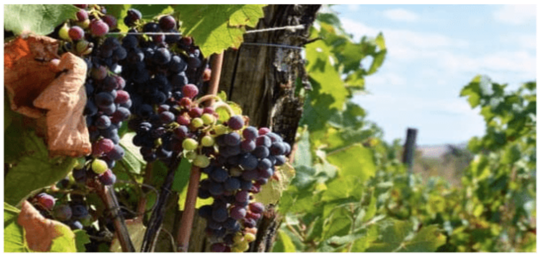 Parcelles de vigne Bio en vente ou en fermage