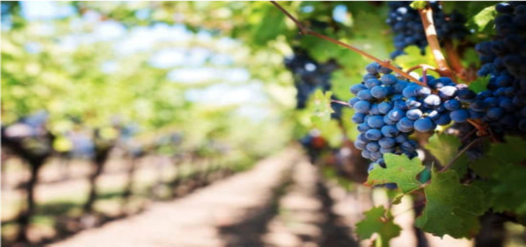 Vente de raisins en Agriculture Biologique, Cépage : Syrah