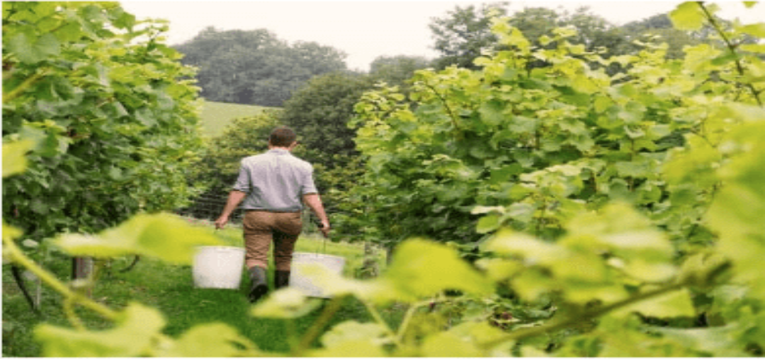 Recherche emploi dans la vigne ou en cave