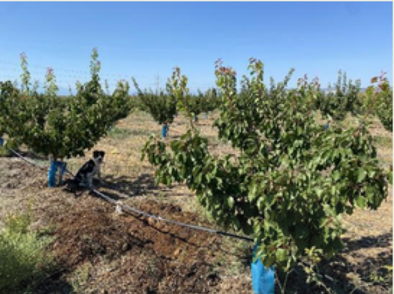 Impact de l’apport de matière organique sur le sol et les cultures maraichage et arboriculture : retour d’un essai du CivamBio66