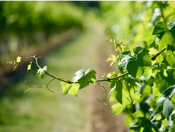 Rencontre technique viticulture : Réaliser un prélévement botanique – Découverte de la  méthode MERCI