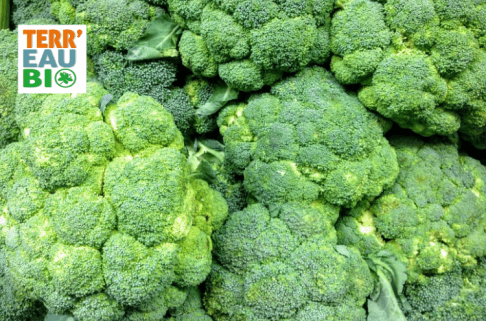Rencontre technique : Choix variétal brocoli tardif