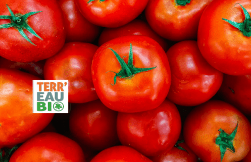 Rencontre maraichage : Couvertures thermiques pour gagner en précocité sur les légumes d’été