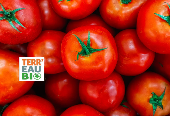 Rencontre maraichage : Couvertures thermiques pour gagner en précocité sur les légumes d’été